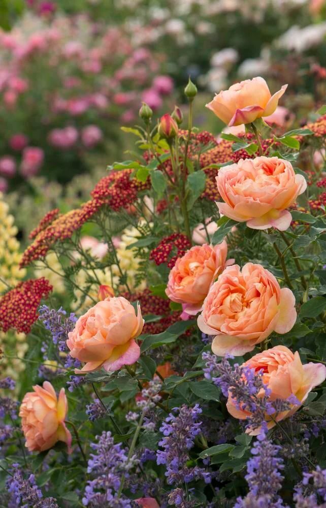 Spain Flowers: The Most Beautiful Floral Destinations in Spain